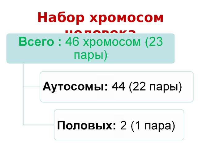 Набор хромосом человека 