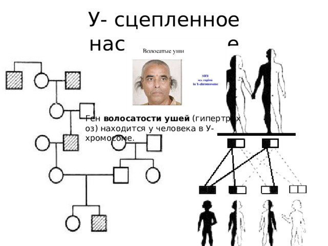 У- сцепленное наследование Ген  волосатости   ушей  (гипертрихоз) находится у человека в У-хромосоме. 