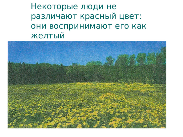 Некоторые люди не различают красный цвет: они воспринимают его как желтый 