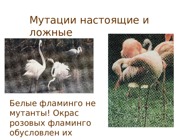 Мутации настоящие и ложные Белые фламинго не мутанты ! Окрас розовых фламинго обусловлен их пищей. 