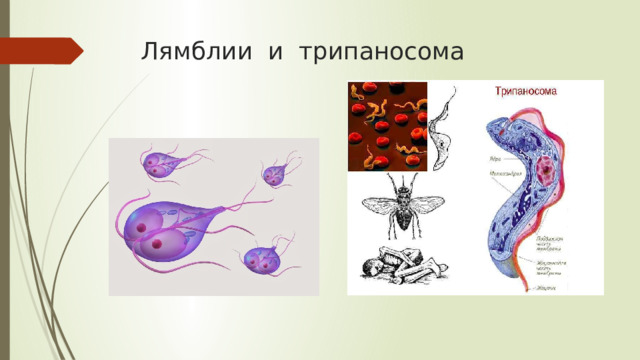 Лямблии и трипаносома 