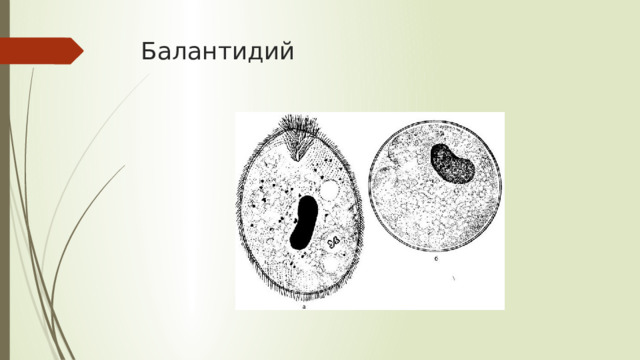 Балантидий 