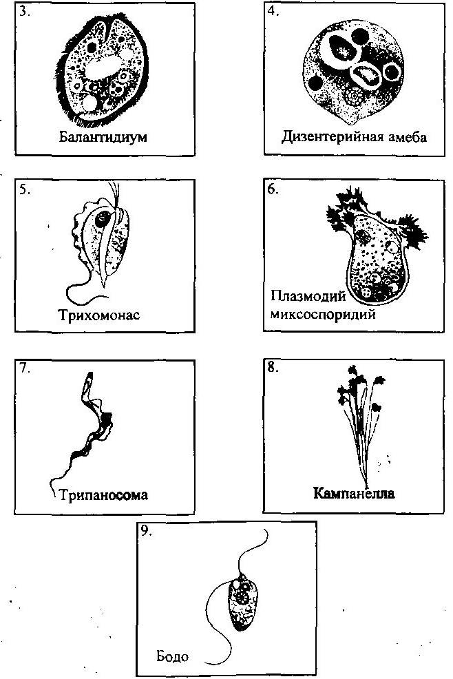 Группы простейших