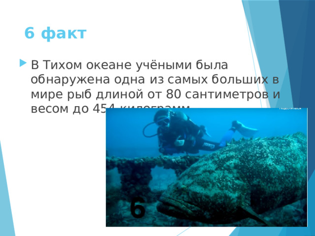 6 факт В Тихом океане учёными была обнаружена одна из самых больших в мире рыб длиной от 80 сантиметров и весом до 454 килограмм. 