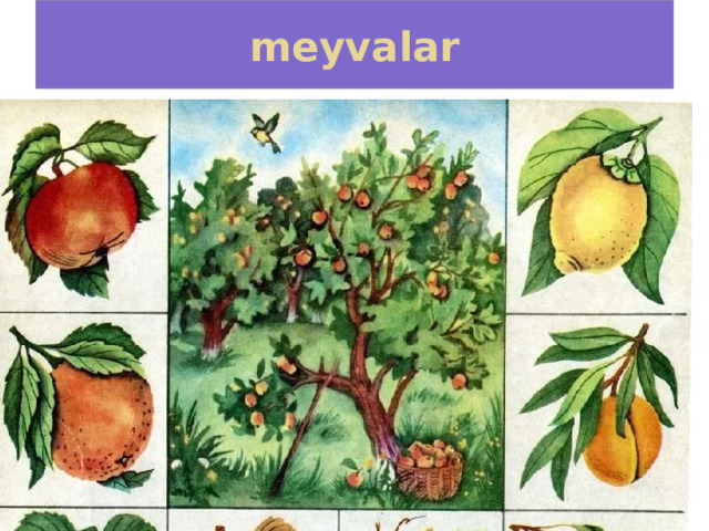 meyvalar 