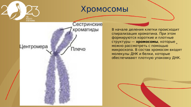 Хромосомы В начале деления клетки происходит спирализация хроматина. При этом формируются короткие и плотные структуры — хромосомы , которые можно рассмотреть с помощью микроскопа. В состав хромосом входят молекулы ДНК и белки, которые обеспечивают плотную упаковку ДНК.   