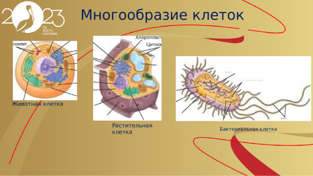Многообразие клеток Животная клетка Растительная клетка Бактериальная клетка 