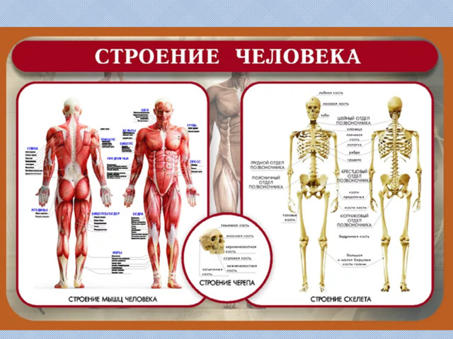 Тело человека фото описание. Строение человека. Строение человека анатомия. Анатомия человека для начальной школы. Строение человека с надписями.