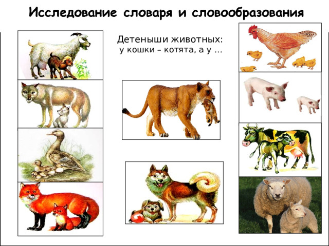 Детеныши животных: у кошки – котята, а у Детеныши животных:  у кошки – котята, а у … 
