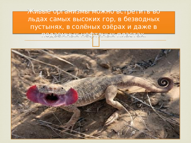 Живые организмы можно встретить во льдах самых высоких гор, в безводных пустынях, в солёных озёрах и даже в подземных нефтяных пластах. 
