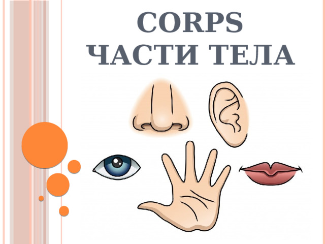 Части тела на французском языке