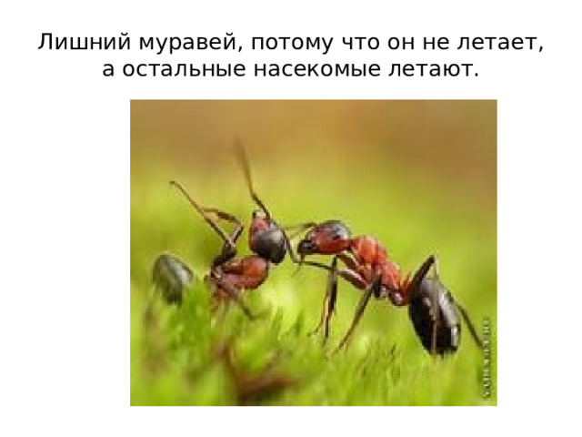 Лишний муравей, потому что он не летает, а остальные насекомые летают. 