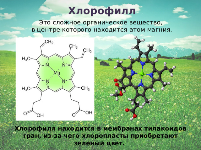 Хлорофилл Это сложное органическое вещество, в центре которого находится атом магния. Хлорофилл находится в мембранах тилакоидов гран, из-за чего хлоропласты приобретают зеленый цвет.  