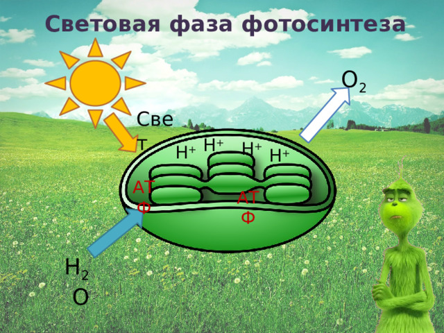 Световая фаза фотосинтеза О 2 Свет Н + Н + Н + Н + АТФ АТФ Н 2 О 