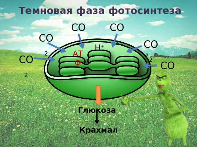 Темновая фаза фотосинтеза СО 2 СО 2 СО 2 СО 2 Н + АТФ СО 2 СО 2 Глюкоза Крахмал 