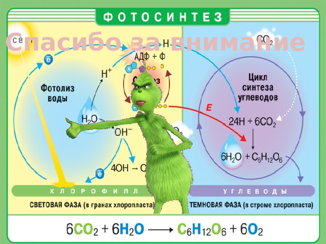 Фотосинтез хемосинтез тест 10 класс с ответами