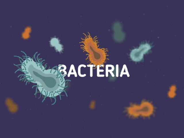 « Бактерии » 