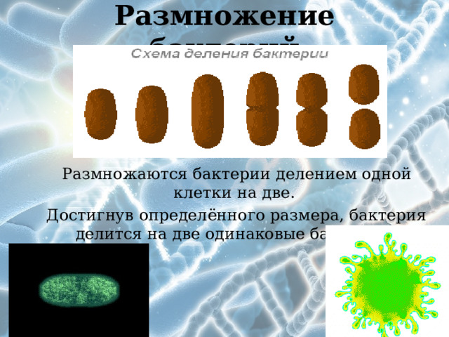 Размножение бактерий Размножаются бактерии делением одной клетки на две. Достигнув определённого размера, бактерия делится на две одинаковые бактерии . 