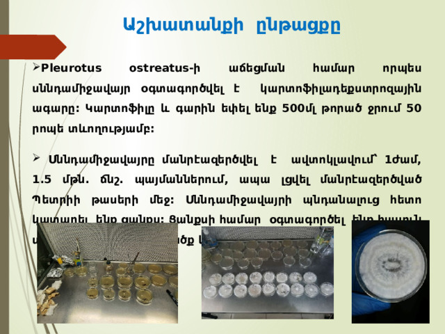 Աշխատանքի ընթացքը Pleurotus ostreatus-ի աճեցման համար որպես սննդամիջավայր օգտագործվել է կարտոֆիլադեքստրոզային ագարը: Կարտոֆիլը և գարին եփել ենք 500մլ թորած ջրում 50 րոպե տևողությամբ:  Սննդամիջավայրը մանրէազերծվել է ավտոկլավում՝ 1ժամ, 1.5 մթն. ճնշ. պայմաններում, ապա լցվել մանրէազերծված Պետրիի թասերի մեջ: Սննդամիջավայրի պնդանալուց հետո կատարել ենք ցանքս: Ցանքսի համար օգտագործել ենք հասուն սնկից վերցված հյուսվածք և սպոր:  