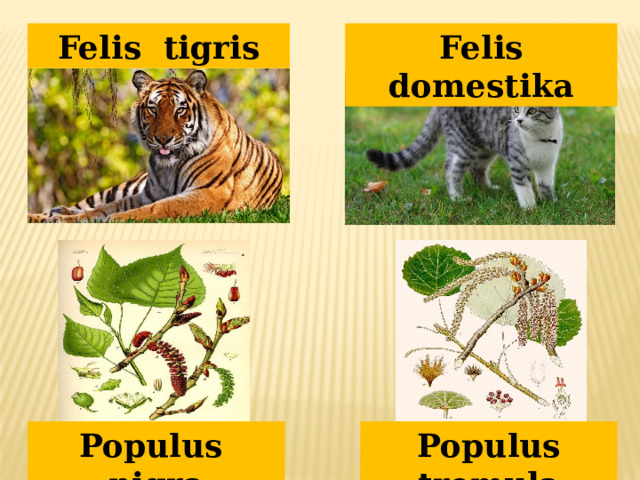 Felis domestika Felis tigris Populus nigra Populus tremula 
