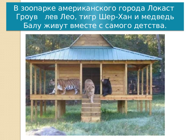 В зоопарке американского города Локаст Гроув лев Лео, тигр Шер-Хан и медведь Балу живут вместе с самого детства. 