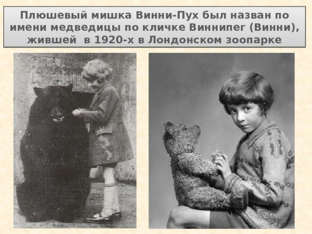 Плюшевый мишка Винни-Пух был назван по имени медведицы по кличке Виннипег (Винни), жившей в 1920-х в Лондонском зоопарке 
