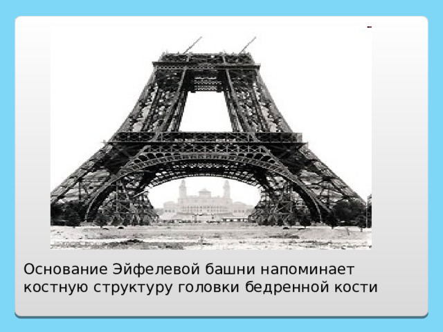 Основание Эйфелевой башни напоминает костную структуру головки бедренной кости 
