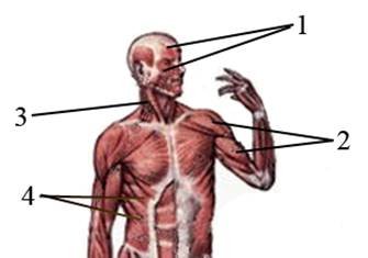 Выбери какая мышца на рисунке отмечена цифрой 4