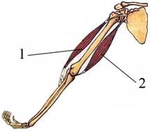 На рисунке изображены бицепс и трицепс что произойдет с этими мышцами если согнуть
