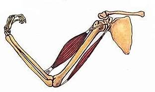 На рисунке изображены бицепс и трицепс что произойдет с этими мышцами если согнуть руку