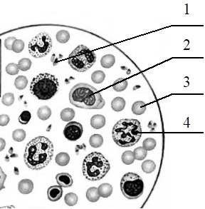 Рассмотрите микро. Рассмотрите микрофотографию на которой изображена кровь человека. Клетка обеспечивающая транспорт газов в крови. Клетка в крови человека которая обеспечивает транспорт газов. Какие клетки крови обозначены цифрами.