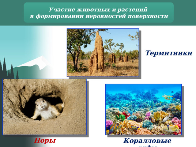 Участие животных и растений в формировании неровностей поверхности Термитники Норы сусликов Коралловые рифы 