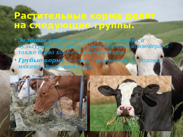 Презентация на тему: основные корма в сельском хозяйстве