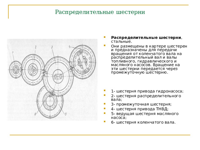 Распределительные  шестерни Распределительные шестерни , стальные. Они размещены в картере шестерен и предназначены для передачи вращения от коленчатого вала на распределительный вал и валы топливного, гидравлического и масляного насосов. Вращение на эти шестерни передается через промежуточную шестерню.   1- шестерня привода гидронасоса; 2- шестерня распределительного вала; 3- промежуточная шестерня; 4- шестерня привода ТНВД; 5- ведущая шестерня масляного насоса; 6- шестерня коленчатого вала.   