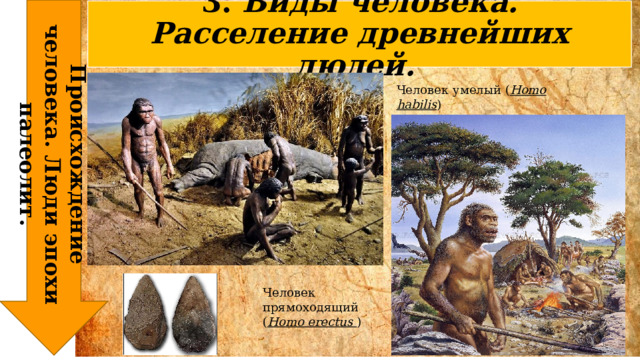 Происхождение человека. Люди эпохи палеолит. 3. Виды человека. Расселение древнейших людей.  Человек умелый ( Homo habilis ) Человек прямоходящий ( Homo erectus ) 