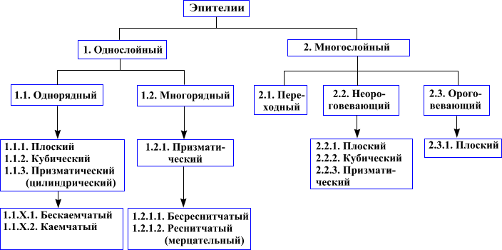 Клетки эпителиальной ткани называются Shtampik.com