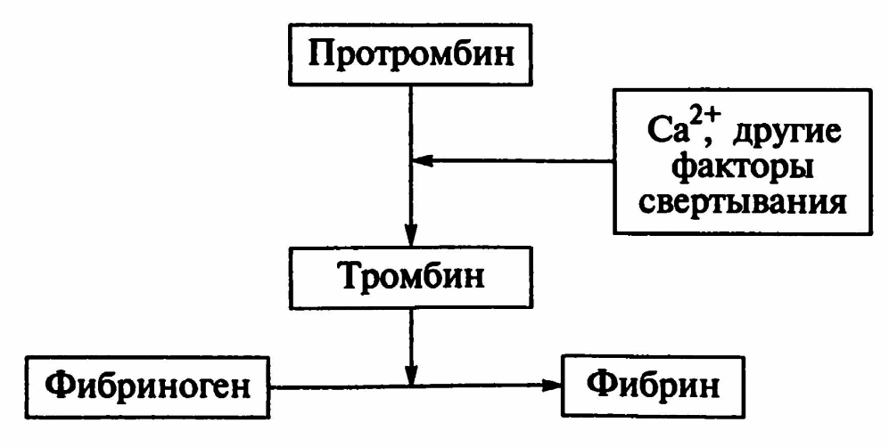 Схема образования фибринового тромба