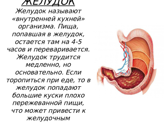 Как называется желудок