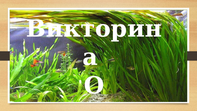 Викторина О  растениях. 