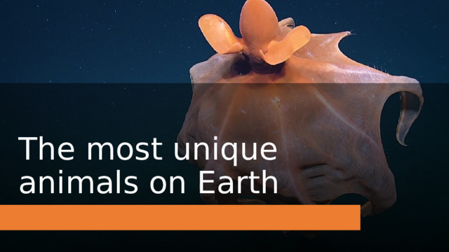 The most unique animals on Earth 