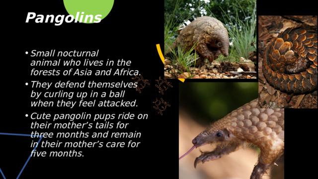 Pangolins   Small nocturnal animal  who lives in the forests of Asia and Africa. They defend themselves by curling up in a ball when they feel attacked. Cute pangolin pups ride on their mother’s tails for three months and remain in their mother’s care for five months . 