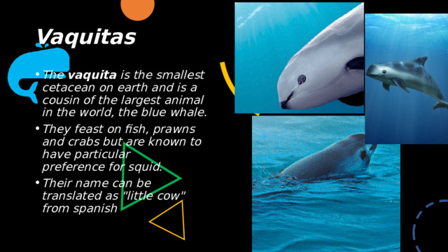 Vaquitas  The  vaquita  is the smallest cetacean on earth and is a cousin of the largest animal in the world, the blue whale. They feast on fish, prawns and crabs but are known to have particular preference for squid. Their name can be translated as 