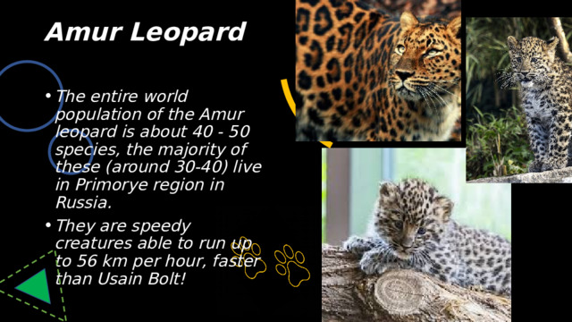 Amur Leopard   The entire world population of the Amur leopard is about 40 - 50 species, the majority of these (around 30-40) live in Primorye region in Russia. They are speedy creatures able to run up to 56 km per hour, faster than Usain Bolt! 