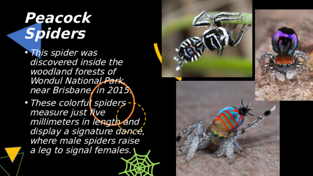Peacock Spiders This spider was discovered inside the woodland forests of Wondul National Park, near Brisbane, in 2015. These colorful spiders measure just five millimeters in length and display a signature dance, where male spiders raise a leg to signal females. 
