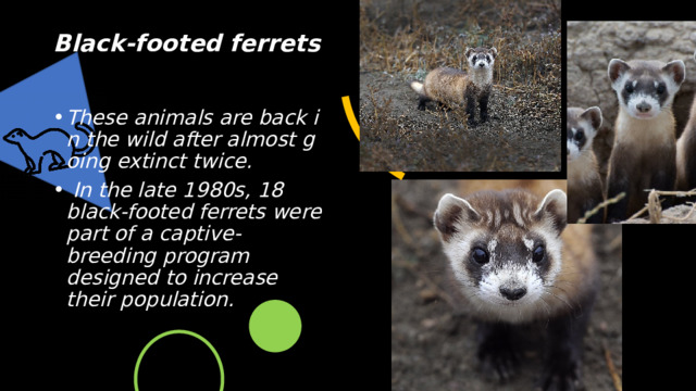 Black-footed ferrets   These animals are back in the wild after almost going extinct twice.   In the late 1980s, 18 black-footed ferrets were part of a captive-breeding program designed to increase their population.  