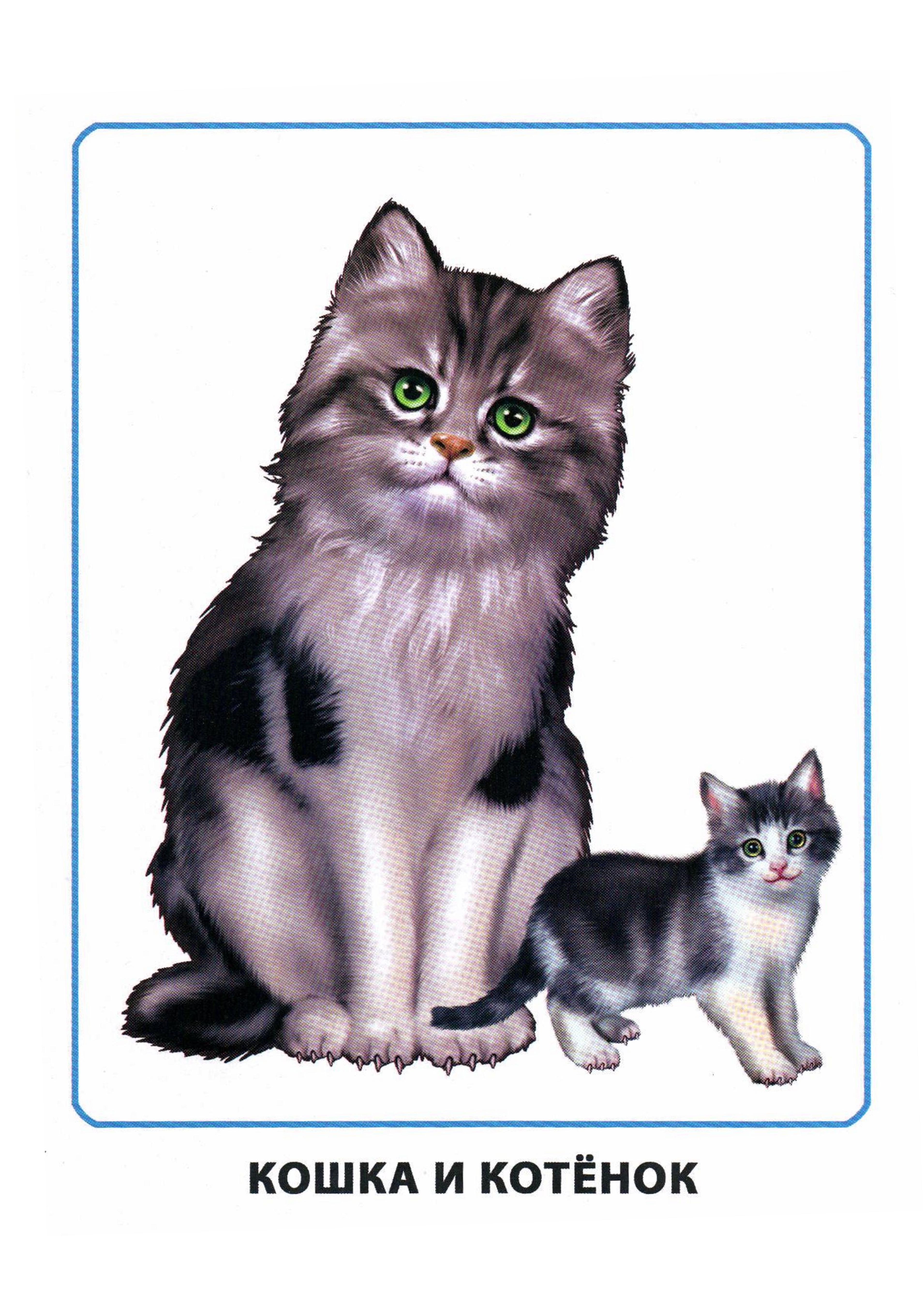 Кошка с котятами детский сад. Кошка для дошкольников. Изображение кошки для детей. Кошка карточка для детей. Кошка и котенок для детей.