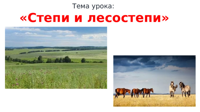 Лесостепи и степи отрасли животноводства. География кроссворд 6 класс степи и лесостепи.