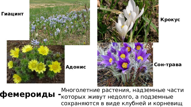 Гиацинт  Крокус Сон-трава Адонис Многолетние растения, надземные части которых живут недолго, а подземные сохраняются в виде клубней и корневищ Эфемероиды - 