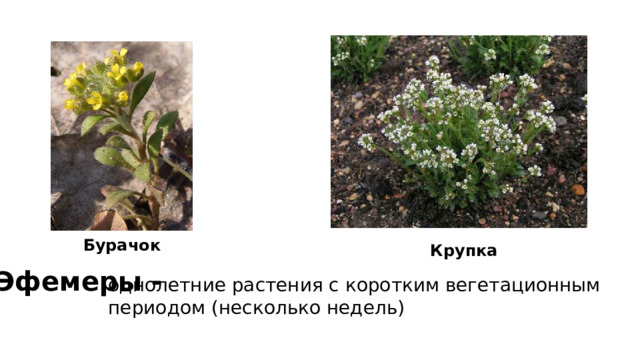 Бурачок Крупка Эфемеры - однолетние растения с коротким вегетационным периодом (несколько недель) 