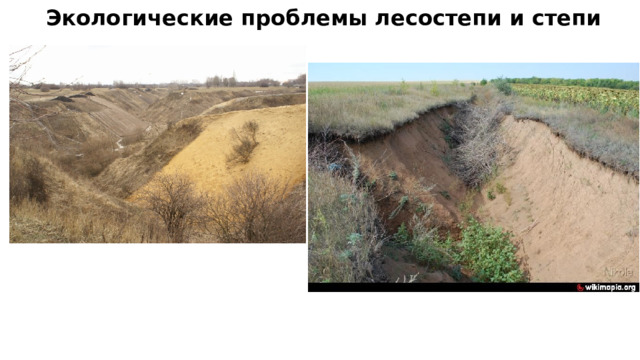 Экологические проблемы лесостепи и степи 